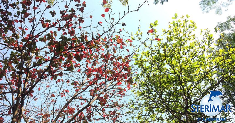 consejos calor y alergia