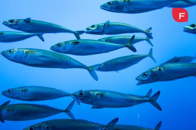 La grasa del pescado azul, ¿es realmente saludable?
