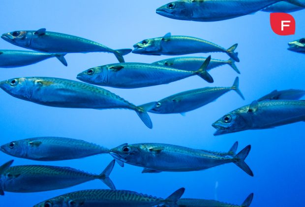 La grasa del pescado azul, ¿es realmente saludable?
