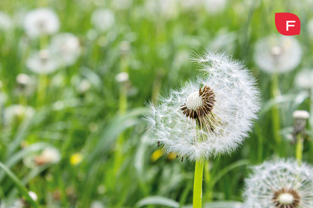 Rinitis alérgica: ¡La primavera se llena de polen!